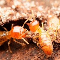 Pest Control Rowville