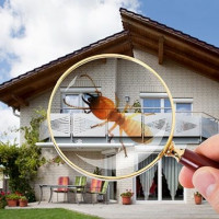 Pest Control Forest Lodge