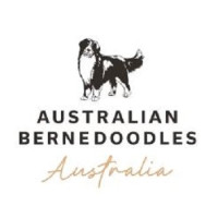 mini bernedoodle