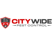 City Wide Bee Removal Sydney