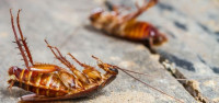 Pest Control Karabar