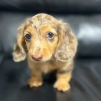list