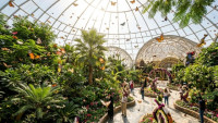 Dubai Butterfly Garden Experience | Explore Dubai Tours