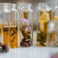 Discovering the Chypre Fragrance Family and the True Chypre Perfume Meaning