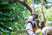 absoltreeservices