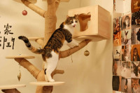 Paws Hotel