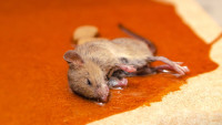 Sure Fire Dead Animal Removal Sydney