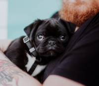 Pet Breeder Companies