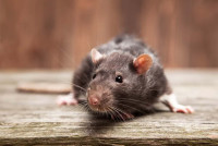 Sure Fire Rodent Control Perth