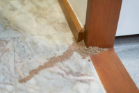 Termite Inspection Sydney | Tom's Pest Control Sydney