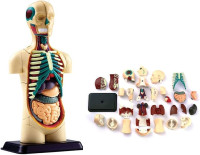 Top Human Anatomical Model Manufacturer in India – Premium Quality Models