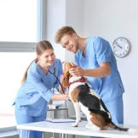 Bayside Animal Hospital