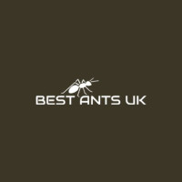 Queen ants and ant colonies