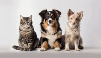 Budget Pet Products