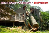 Tree Trim Abingdon Services for Your Landscape