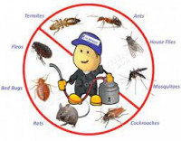 Pest Control Rockingham