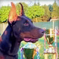Unique Dobermans