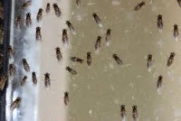 Pest Control Kambah