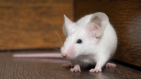 247 Rodent Control Sydney