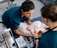 MPL Surgery | Bayside Animal Hospital