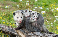 247 Possum Removal Sydney