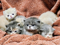 mycatbreeds
