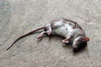 Happy Dead Animal Removal Sydney