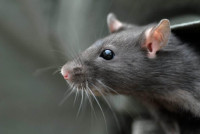 Sure Fire Rodent Control Melbourne