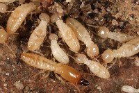 Pest Control West End