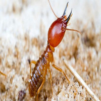 247 Termite Inspection Sydney